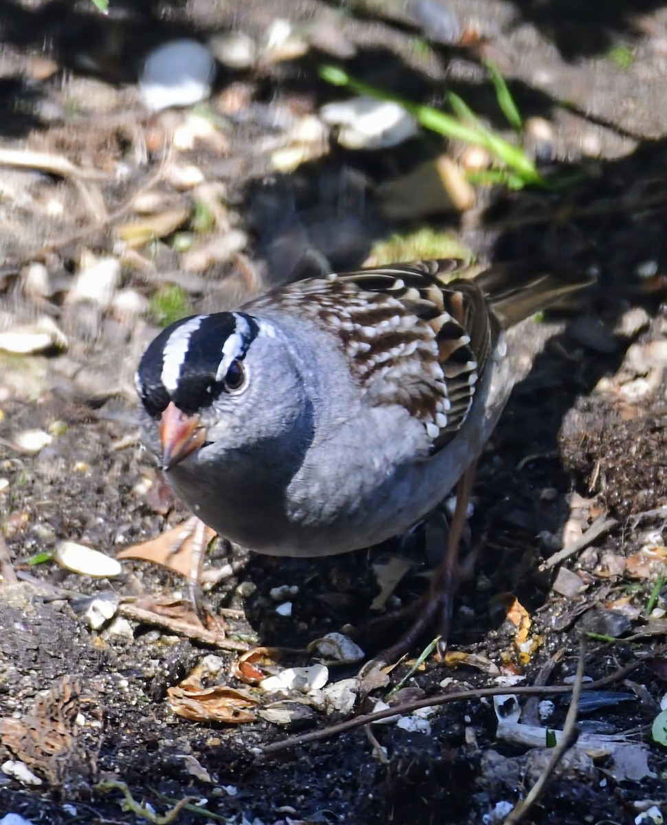 White-crowned Sparrow - Ron Terpstra