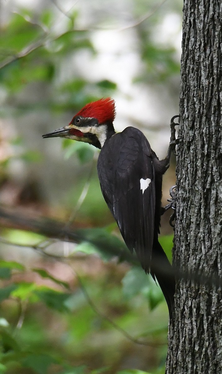 Pileated Woodpecker - ML618835987