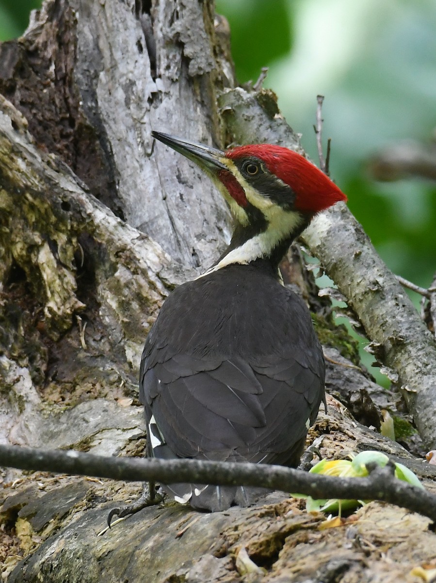 Pileated Woodpecker - Pam Perna