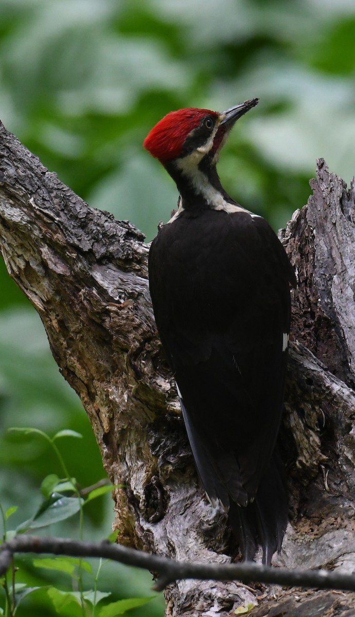 Pileated Woodpecker - Pam Perna