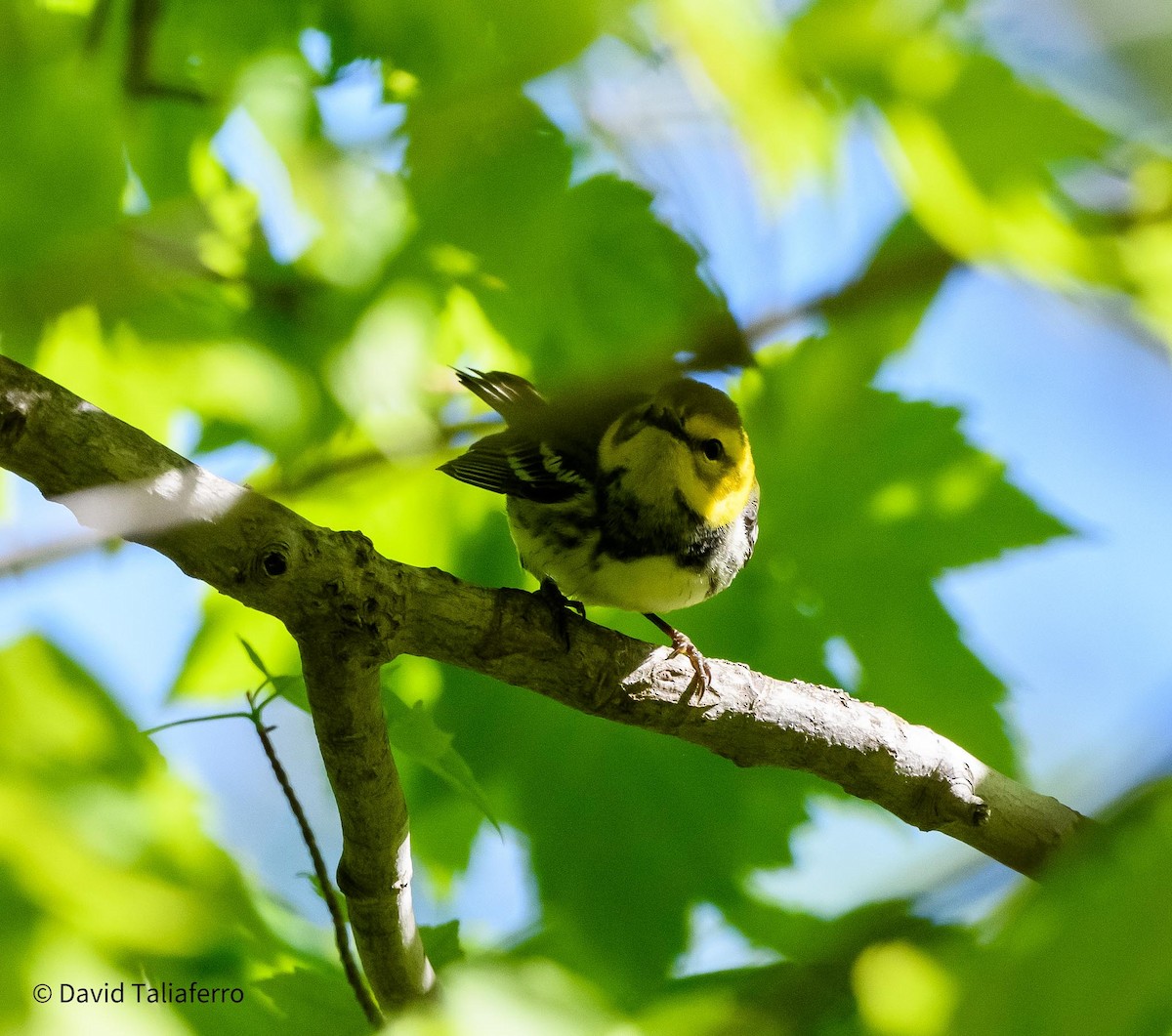 Black-throated Green Warbler - ML618835995