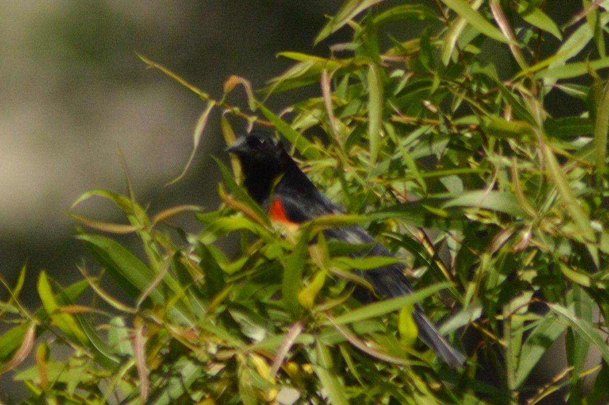 Red-winged Blackbird - Ryan Pudwell