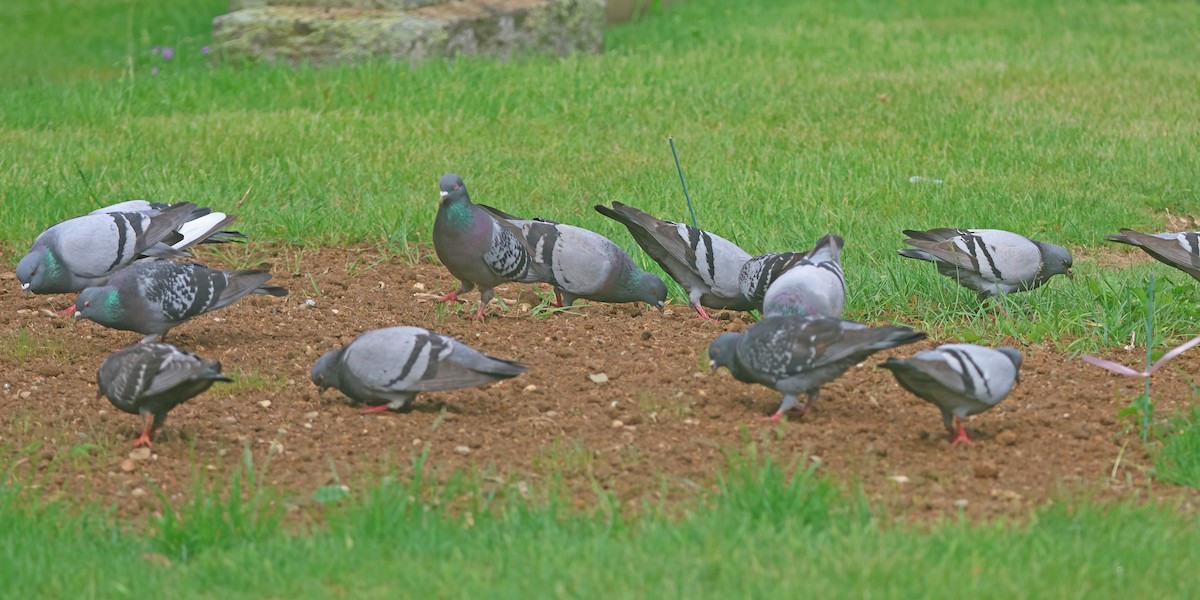 Rock Pigeon (Feral Pigeon) - ML618836002