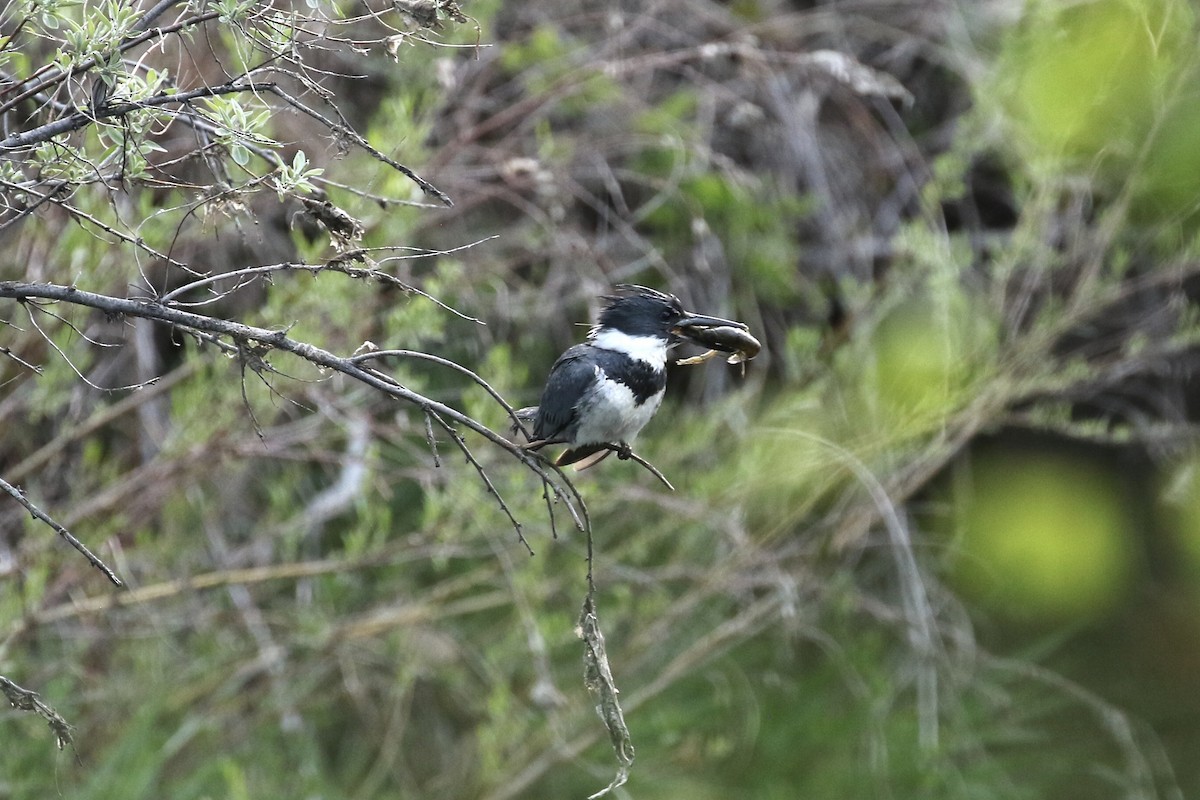 Belted Kingfisher - ML618836020