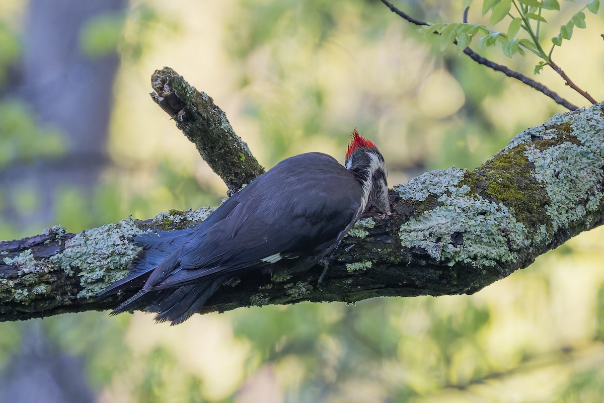 Pileated Woodpecker - David Eberly
