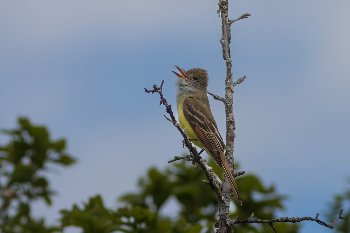 Great Crested Flycatcher - ML618836071