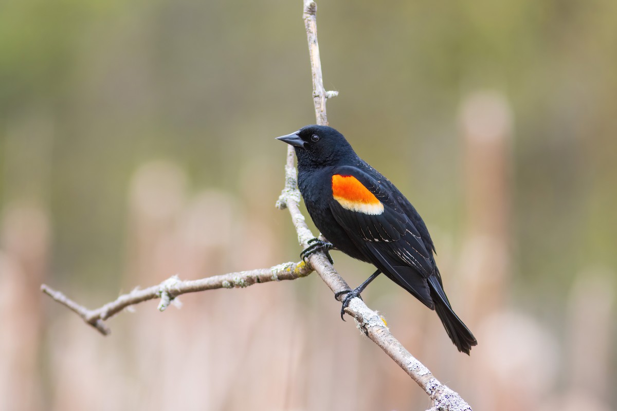 Red-winged Blackbird - Bjoern Rost