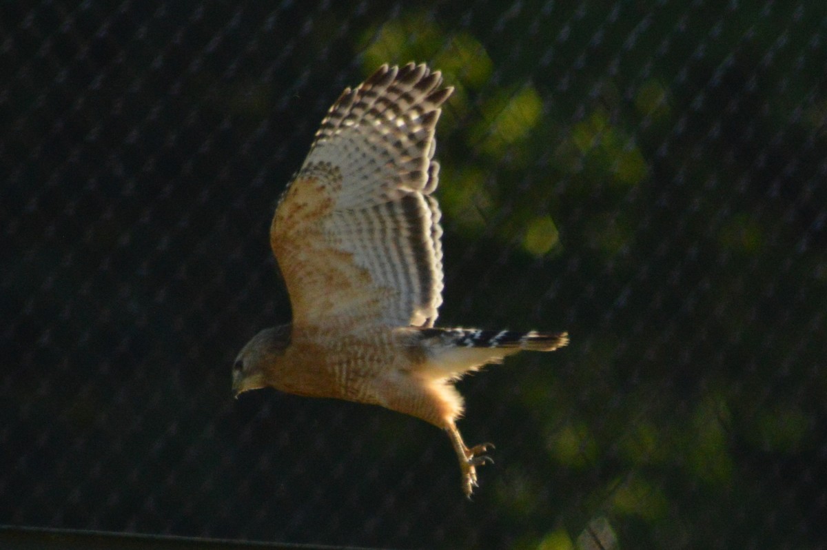 Red-shouldered Hawk - Ryan Pudwell