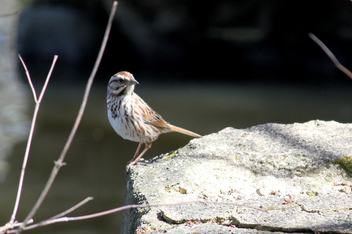Song Sparrow - kathleen shuet