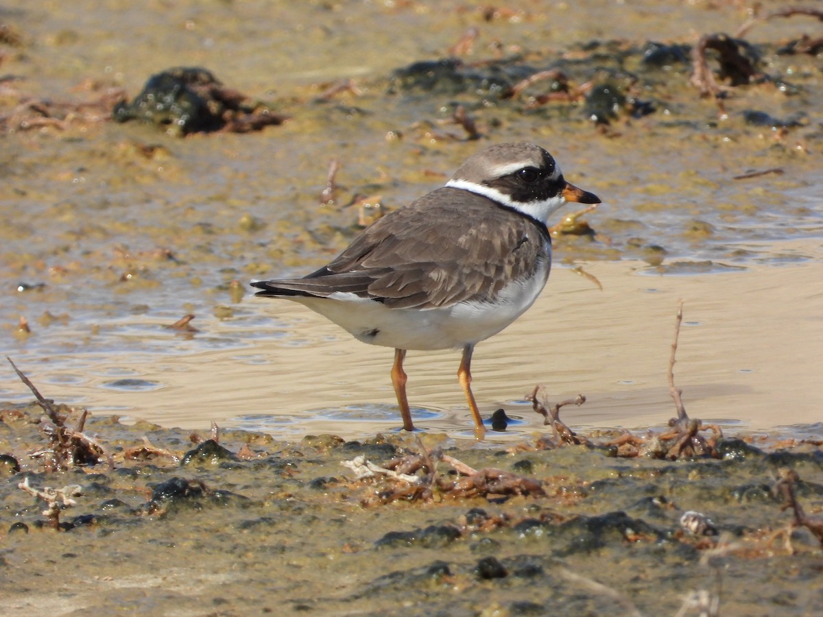 Common Ringed Plover - ML618836167