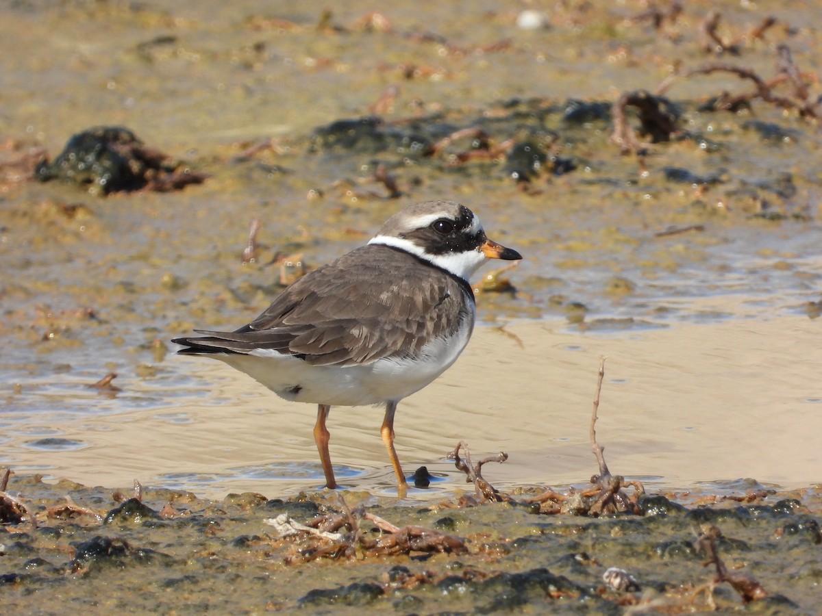 Common Ringed Plover - ML618836170
