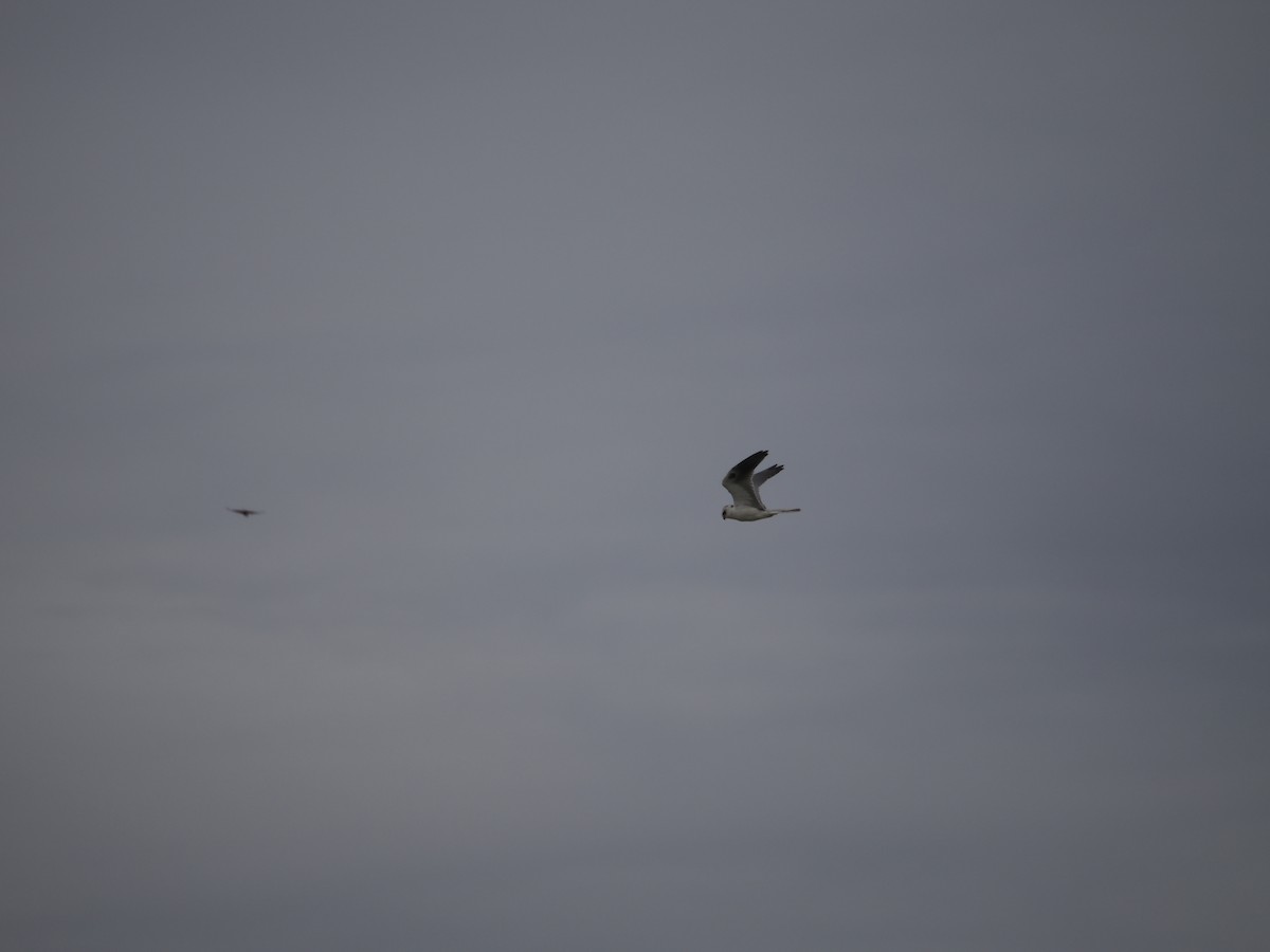 White-tailed Kite - Alexander Linton