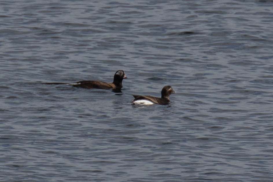 Long-tailed Duck - ML618836183