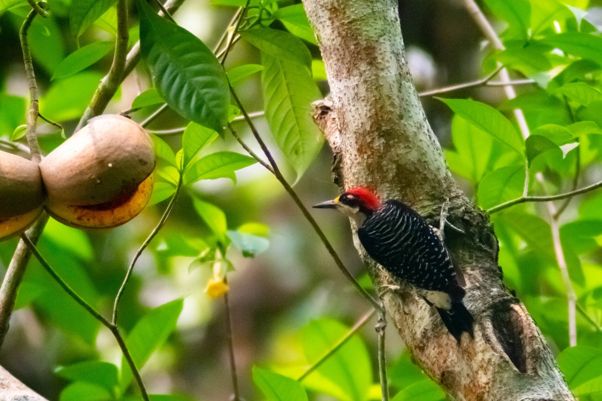 Black-cheeked Woodpecker - Manuel de Jesus Hernandez Ancheita