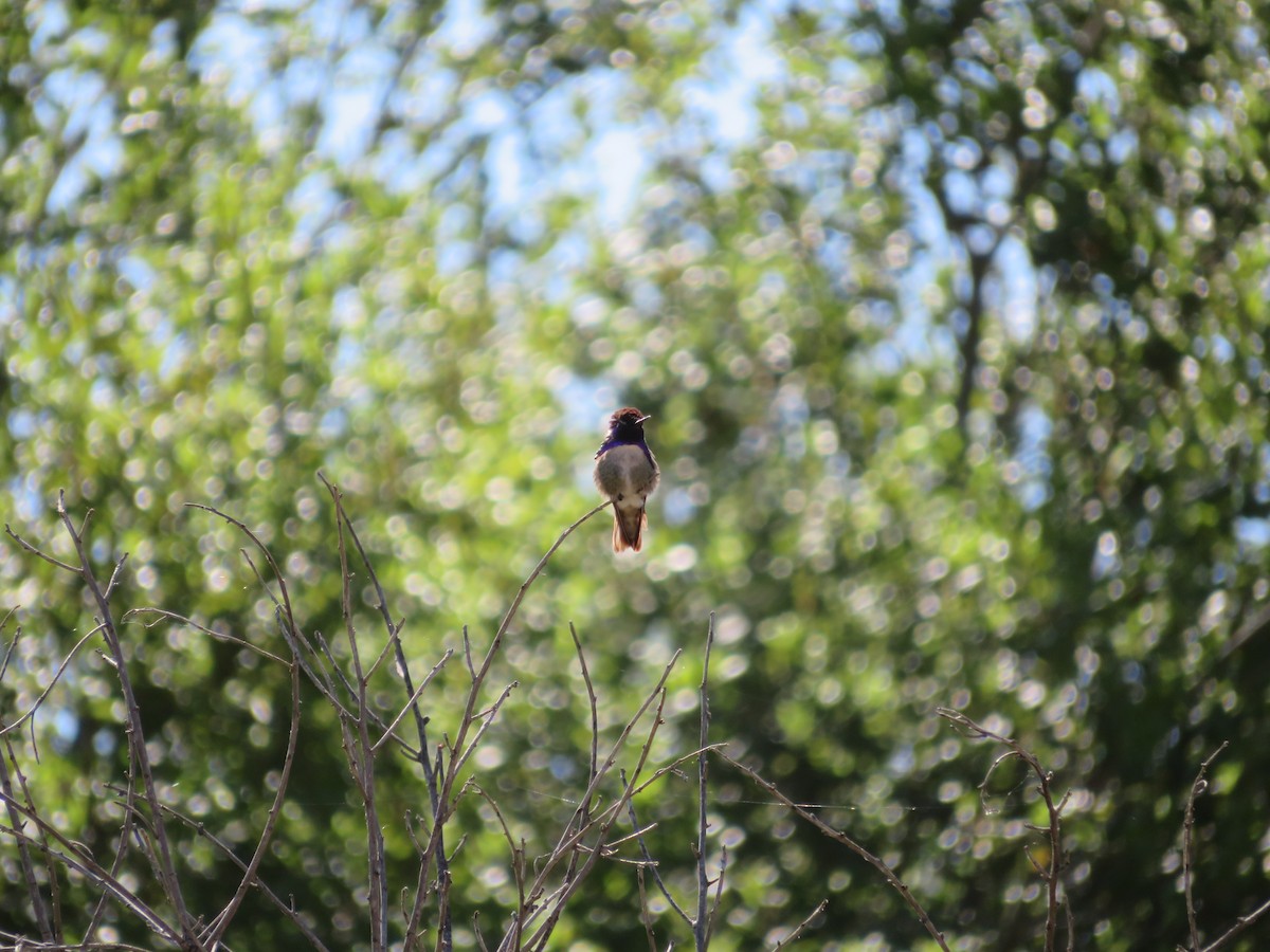 Costa's Hummingbird - David Lauthen