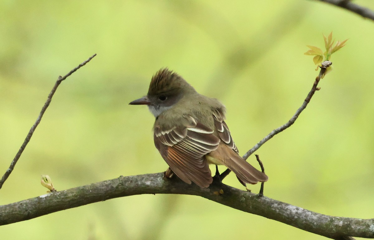 Great Crested Flycatcher - ML618836327