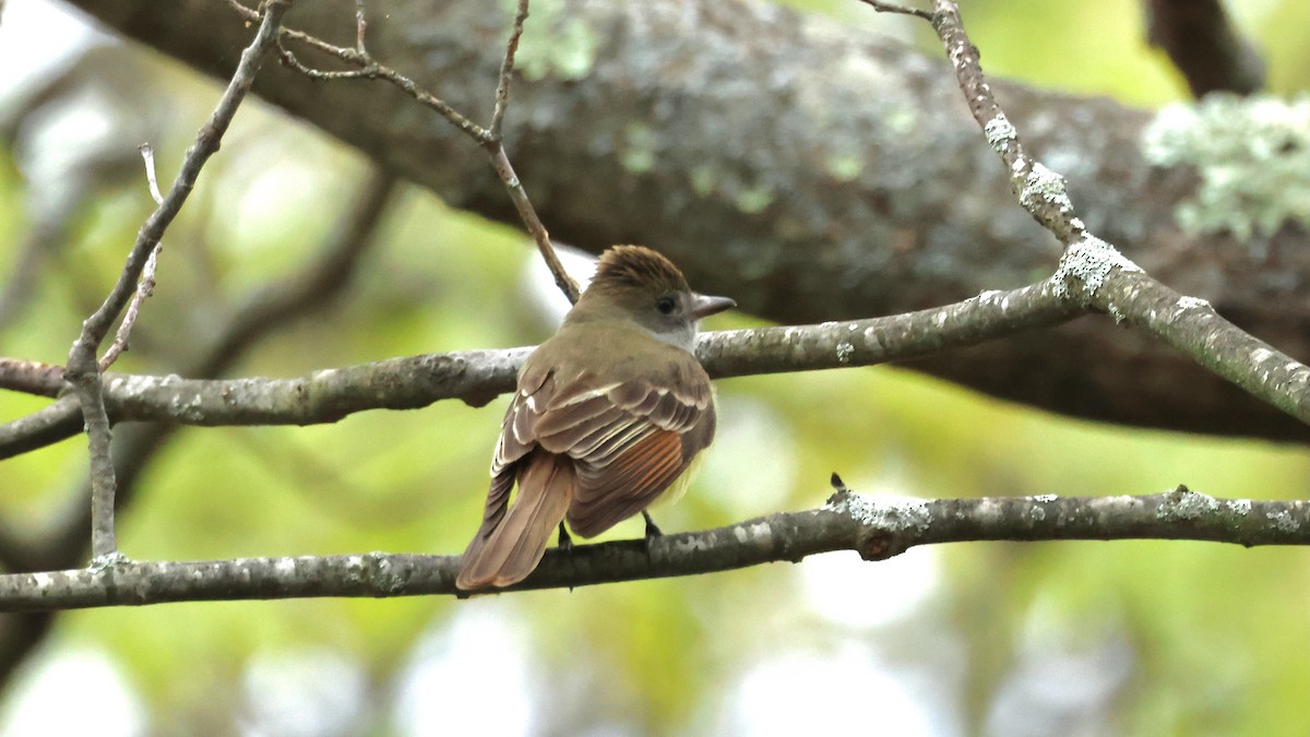 Great Crested Flycatcher - ML618836328