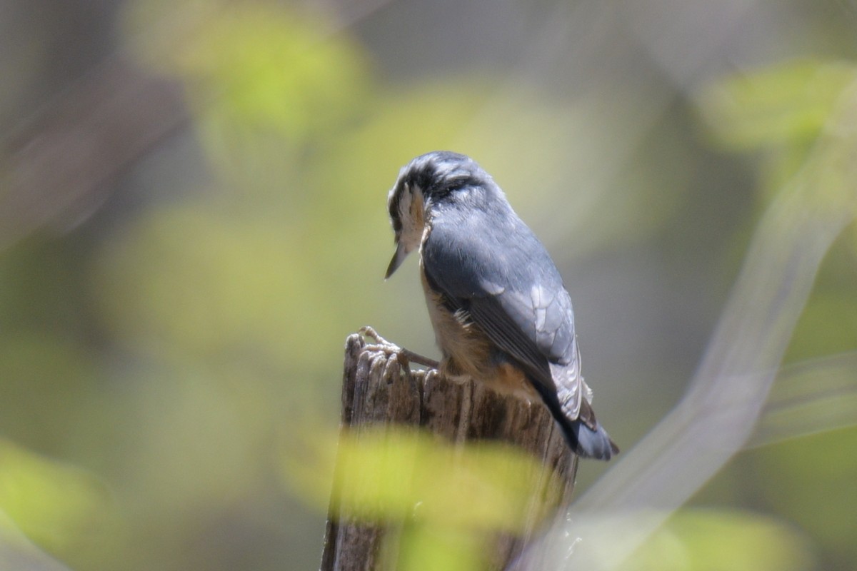 Red-breasted Nuthatch - ML618836333