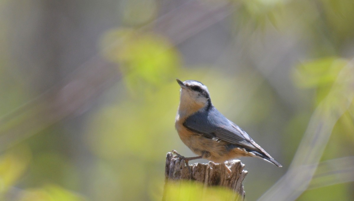 Red-breasted Nuthatch - France Carbonneau