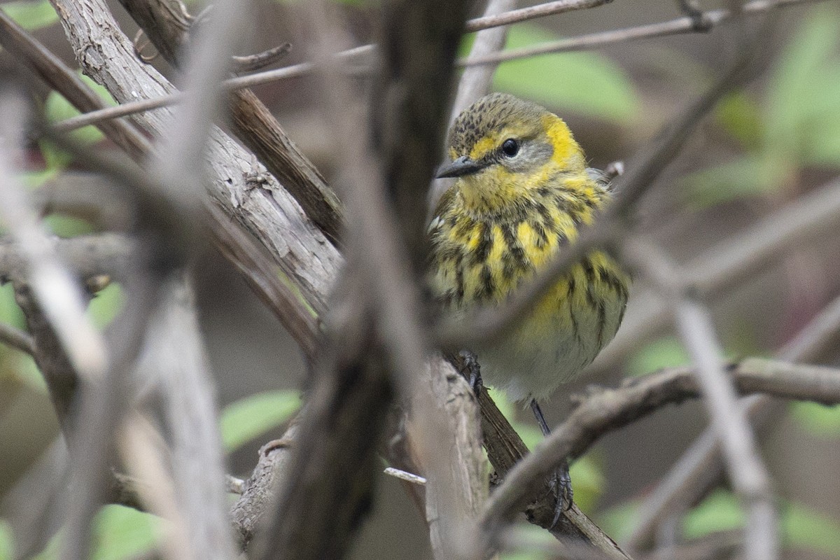 Cape May Warbler - ML618836398