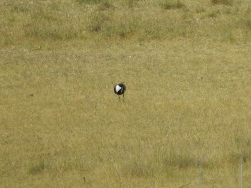 Spur-winged Lapwing - ML618836445