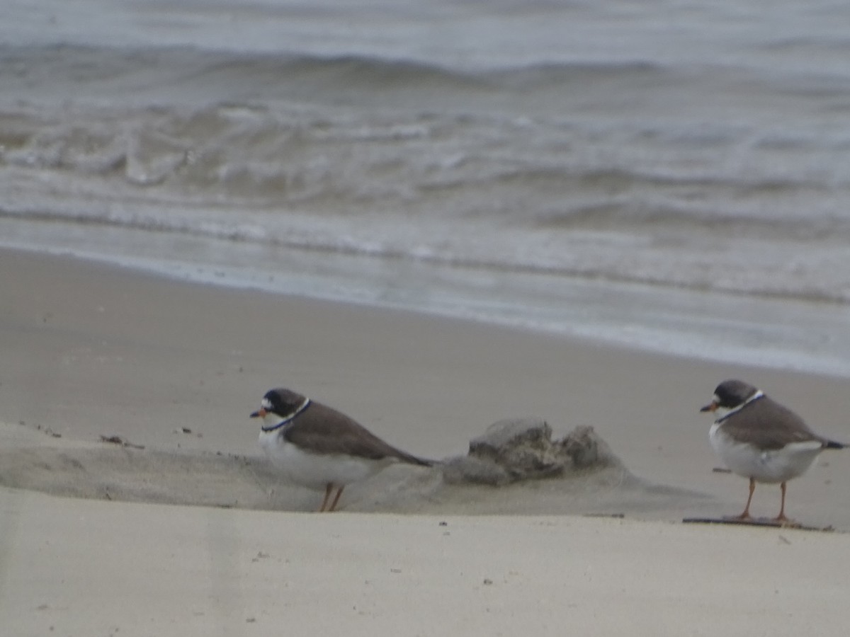 Semipalmated Plover - ML618836479