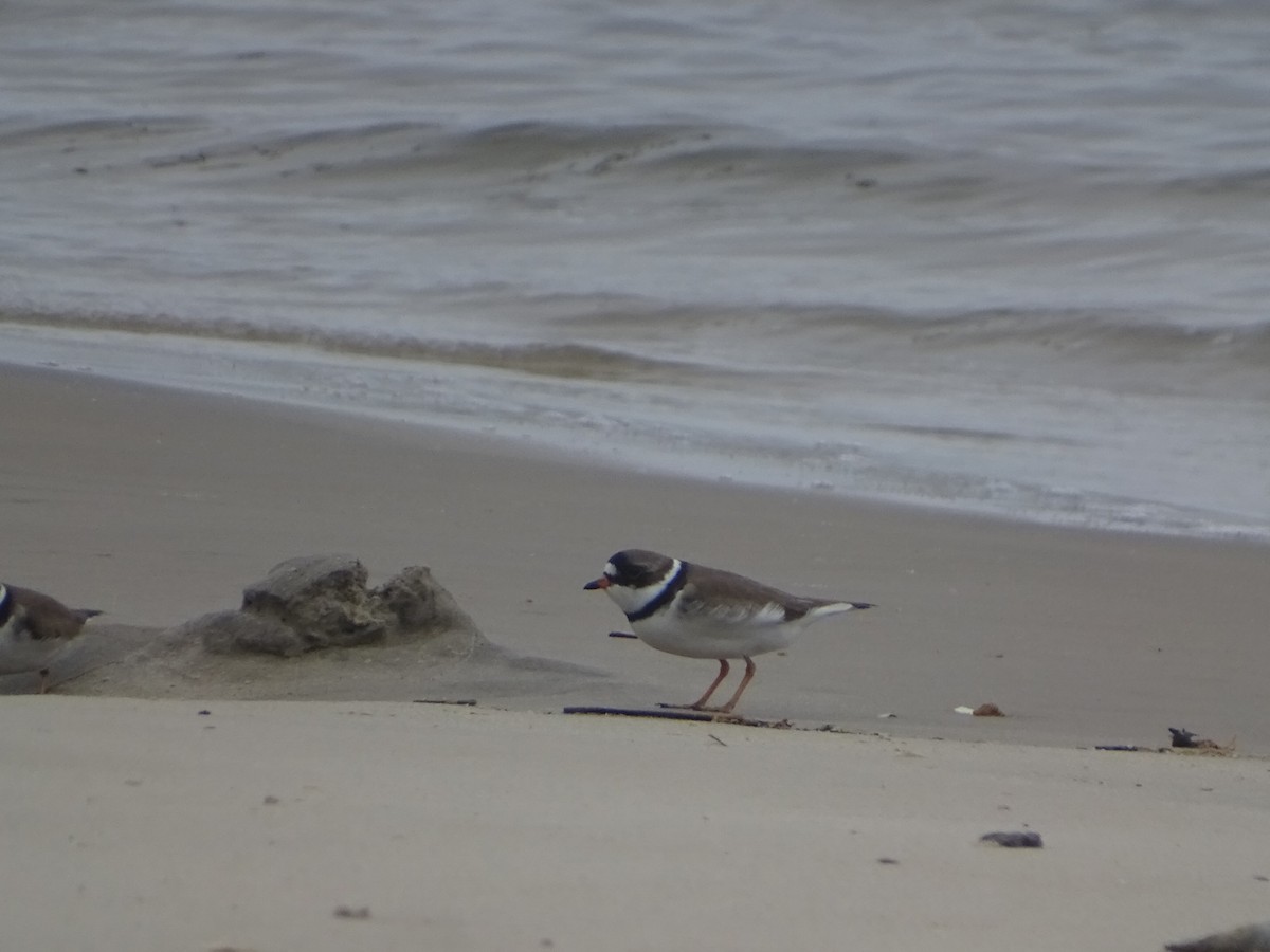 Semipalmated Plover - ML618836480