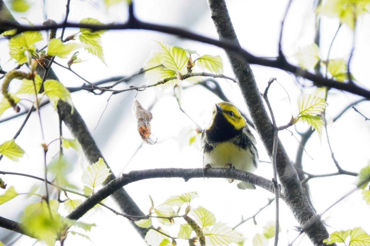 Black-throated Green Warbler - Louise Courtemanche 🦅