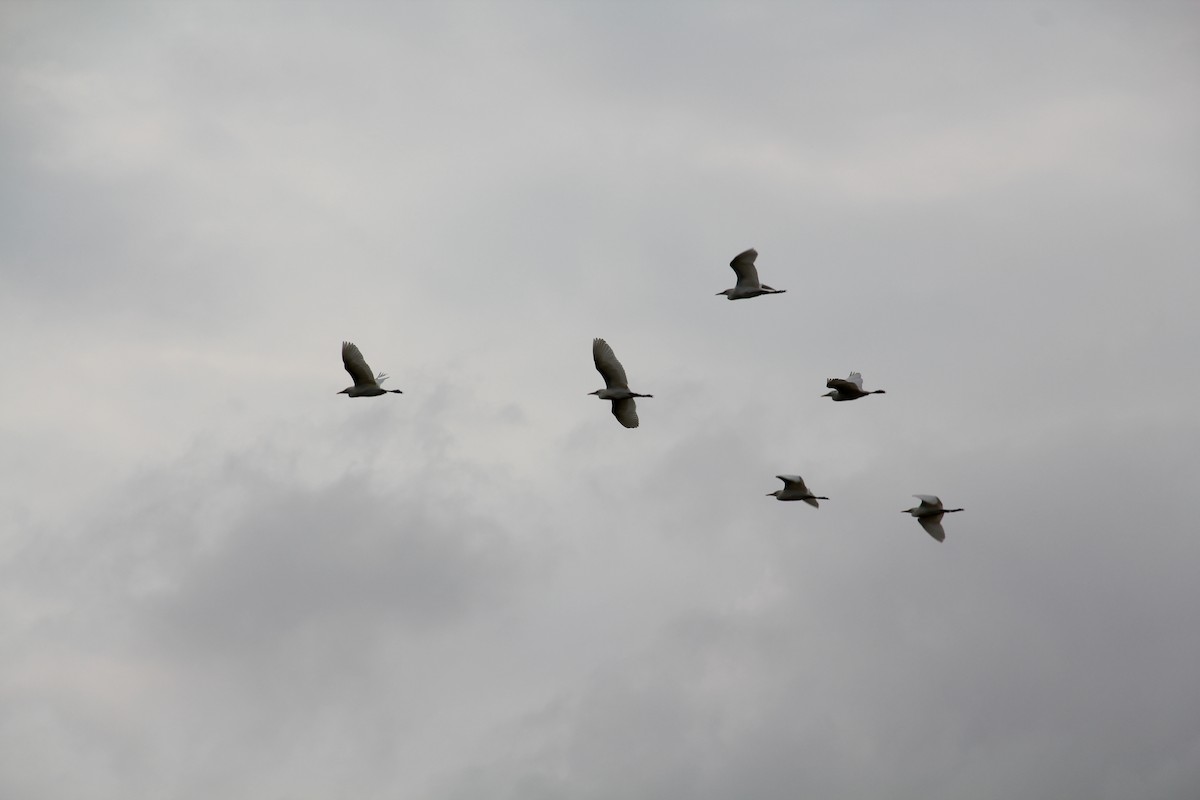 Western Cattle Egret - Texas Bird Family