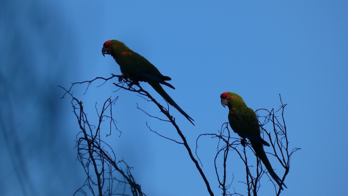 Red-fronted Macaw - Celso Aguilar