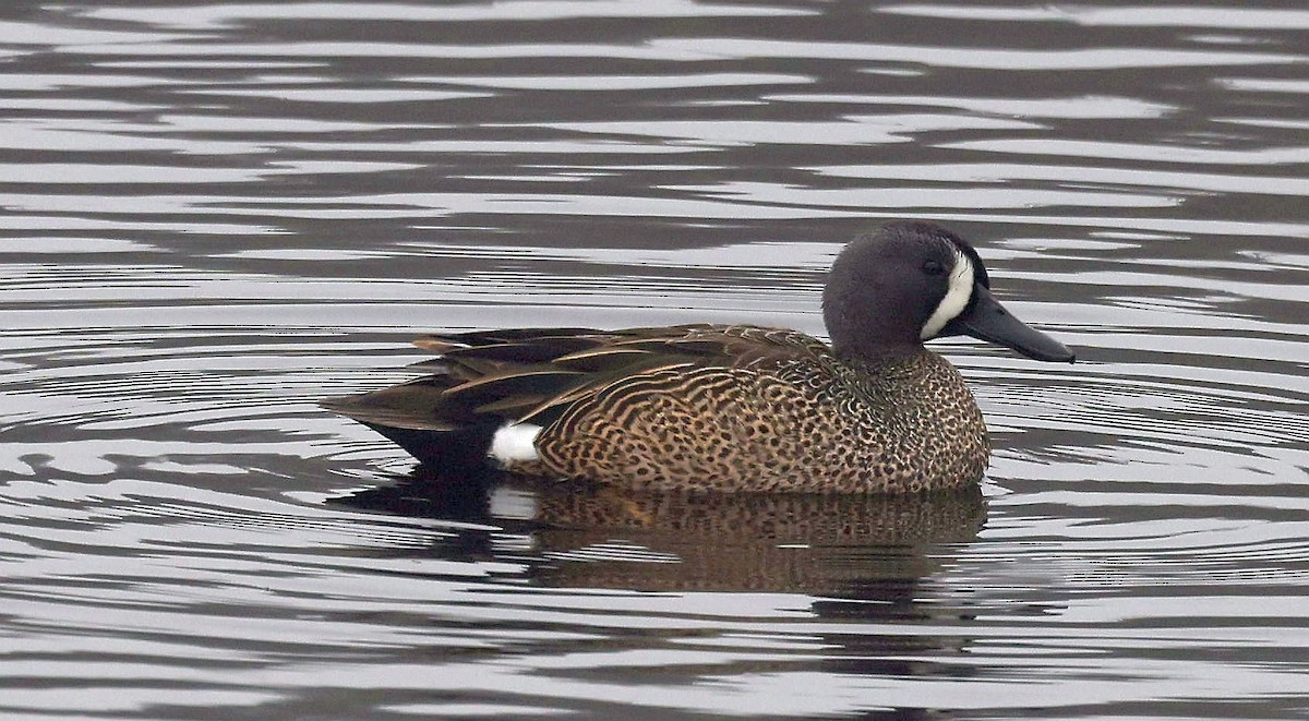 Blue-winged Teal - ML618836699