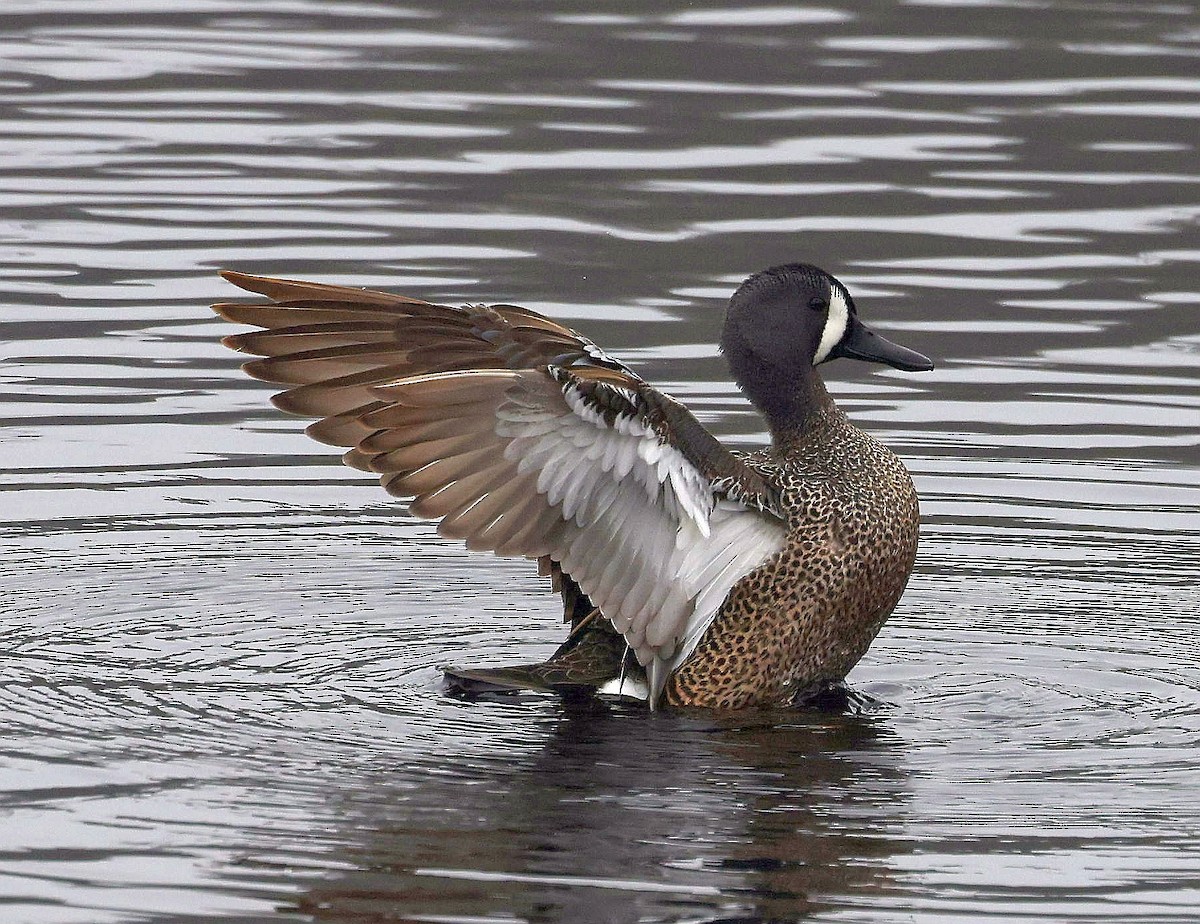 Blue-winged Teal - ML618836704