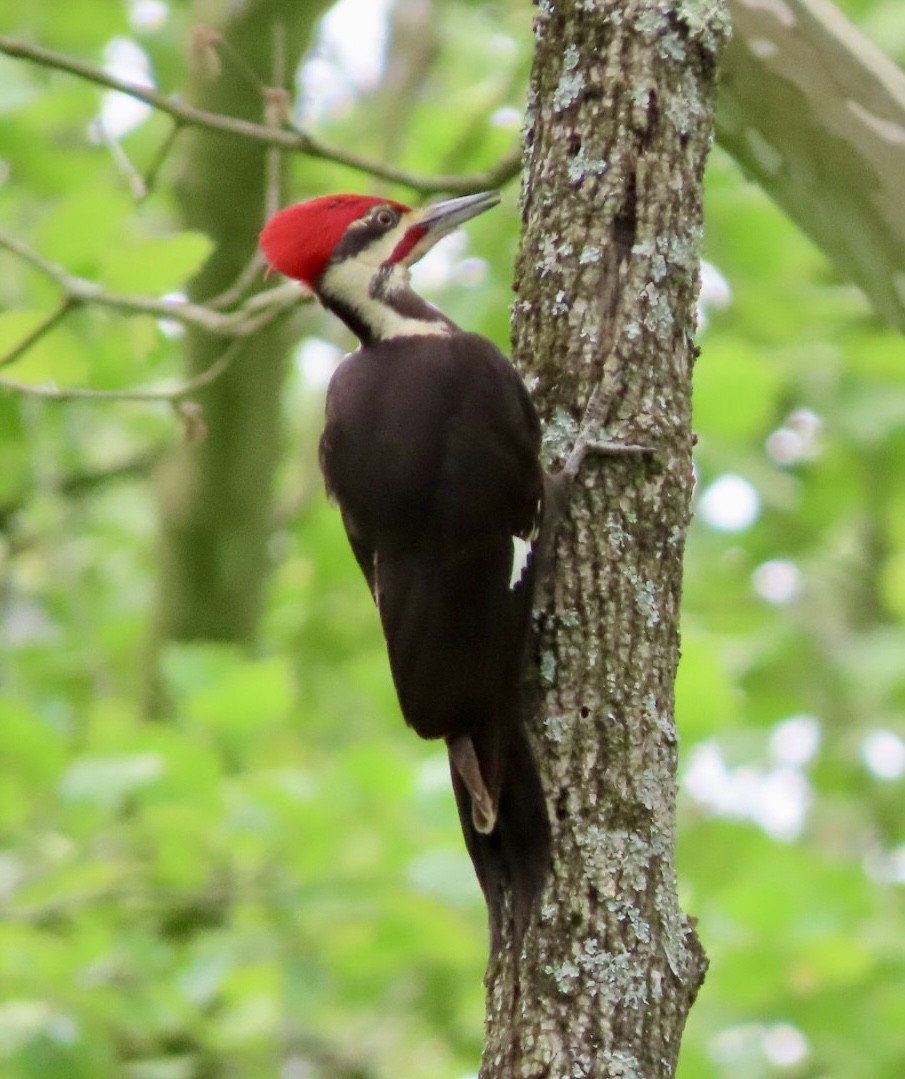 Pileated Woodpecker - Beth Daugherty