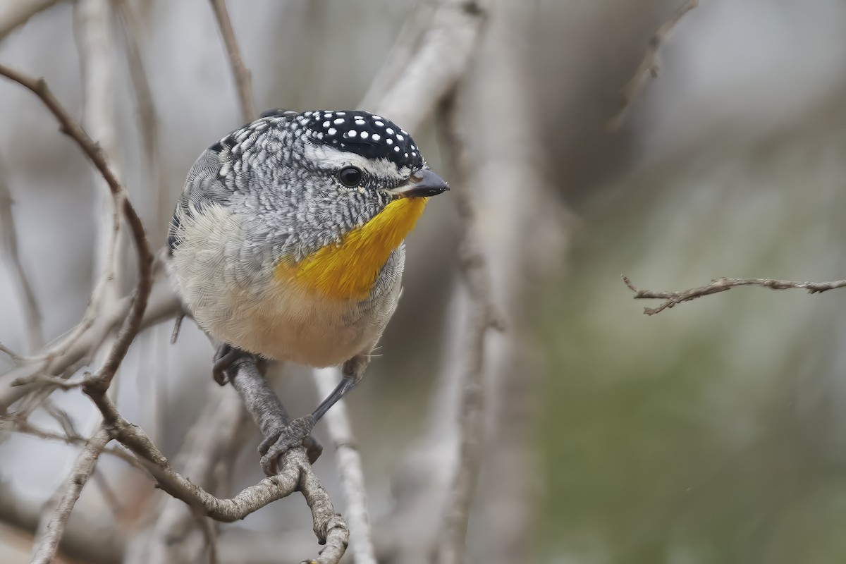 Spotted Pardalote - ML618836785