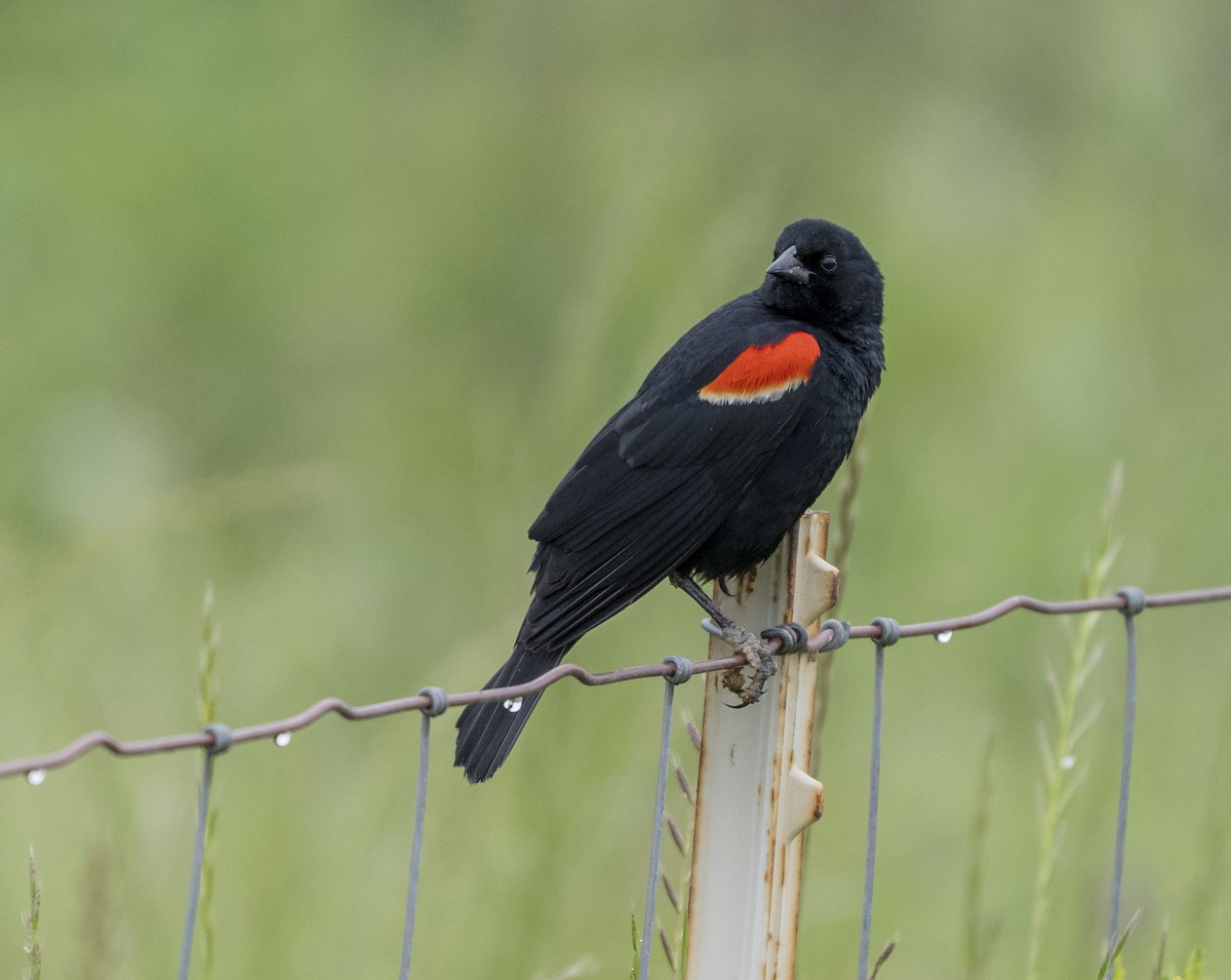 Red-winged Blackbird - ML618836794