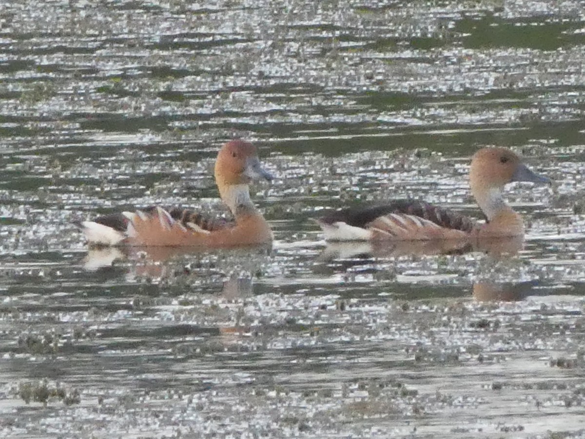 Fulvous Whistling-Duck - Thomas Ouchterlony