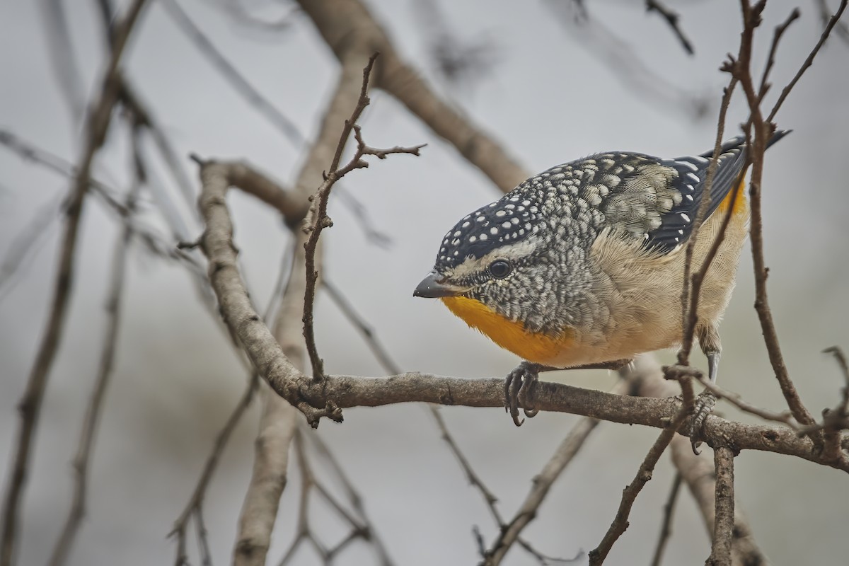 Spotted Pardalote - ML618836809