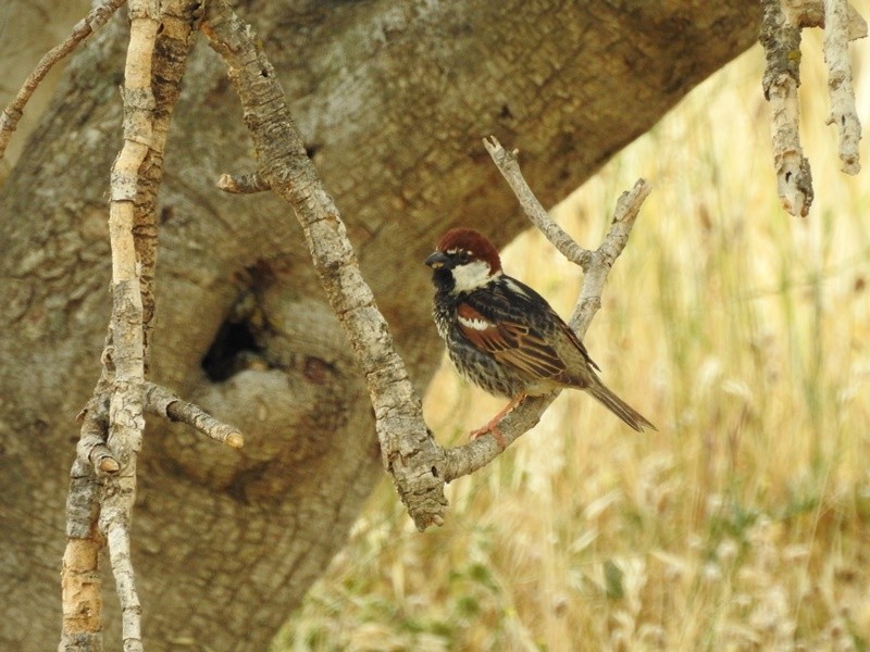 Spanish Sparrow - Süleyman Gün