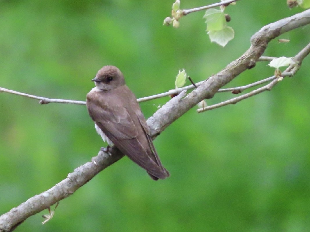 Northern Rough-winged Swallow - Beth Daugherty