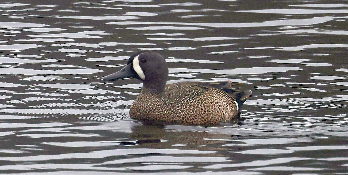 Blue-winged Teal - Charles Fitzpatrick