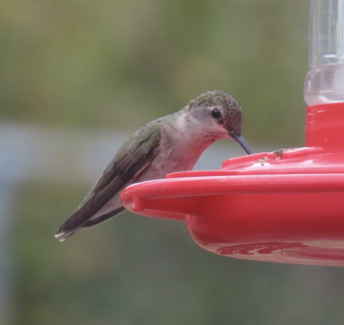 Broad-tailed Hummingbird - Charlotte (Charlie) Sartor