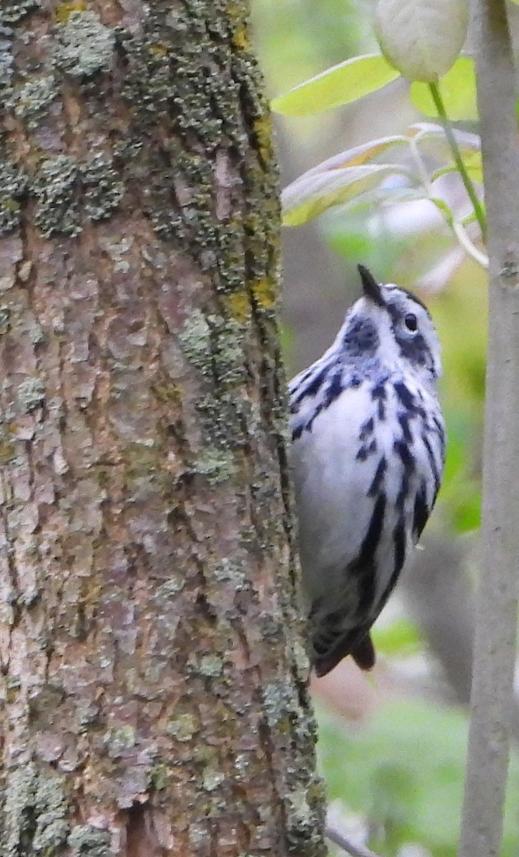 Black-and-white Warbler - ML618836924