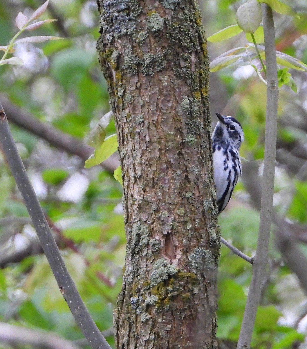 Black-and-white Warbler - ML618836926