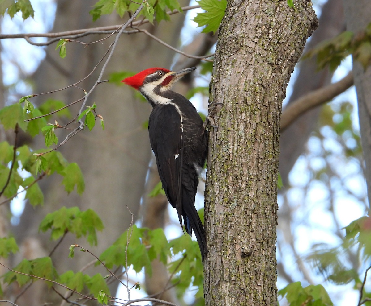Pileated Woodpecker - ML618836932