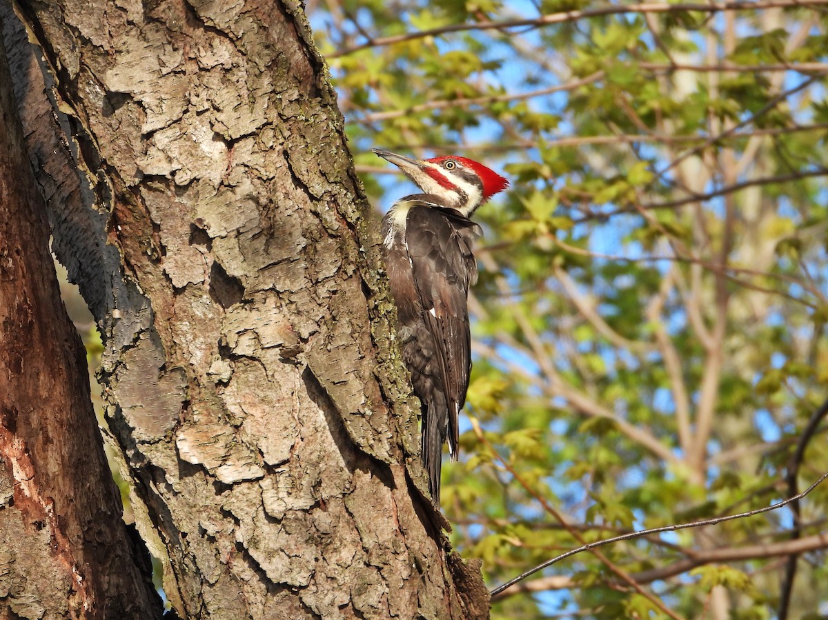 Pileated Woodpecker - ML618836933