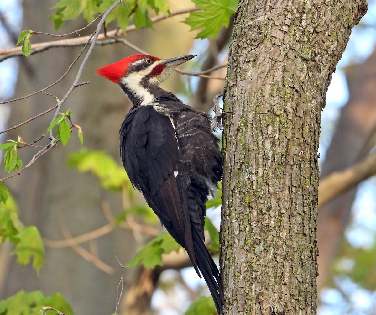 Pileated Woodpecker - Pauline Binetruy