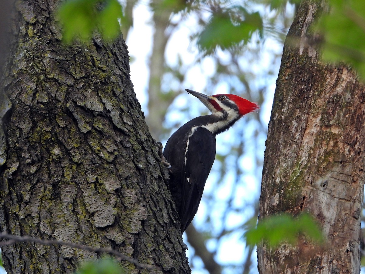 Pileated Woodpecker - ML618836939