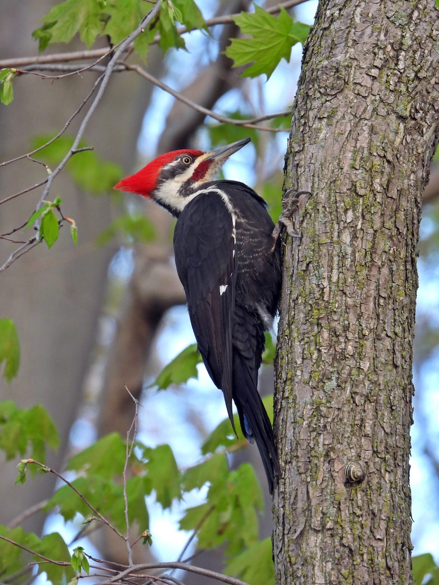 Pileated Woodpecker - ML618836942