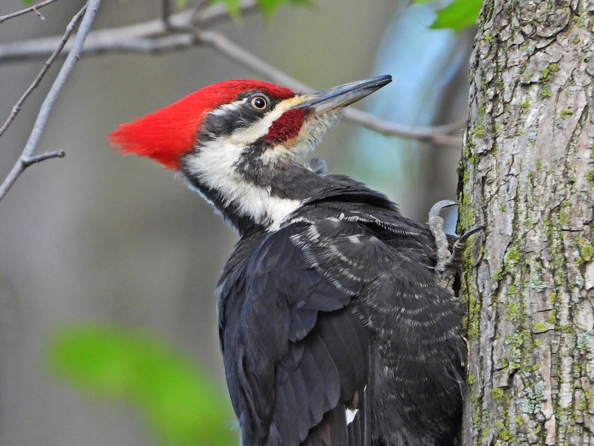 Pileated Woodpecker - ML618836944