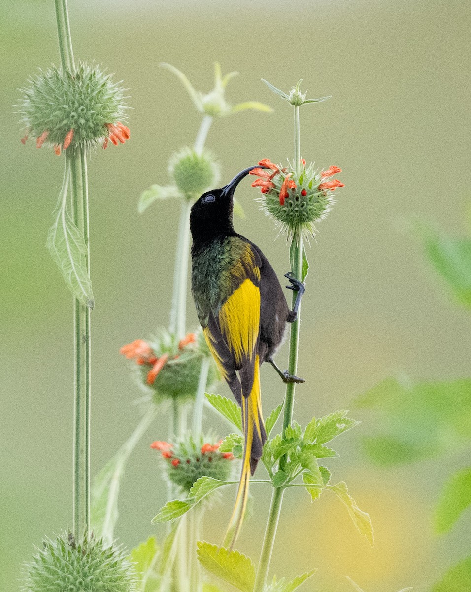 Golden-winged Sunbird - Lizabeth Southworth
